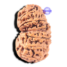 Load image into Gallery viewer, 13 Mukhi Gaurishankar Nepalese Rudraksha  - Bead No. 374
