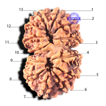 Load image into Gallery viewer, 13 Mukhi Gaurishankar Nepalese Rudraksha  - Bead No. 375
