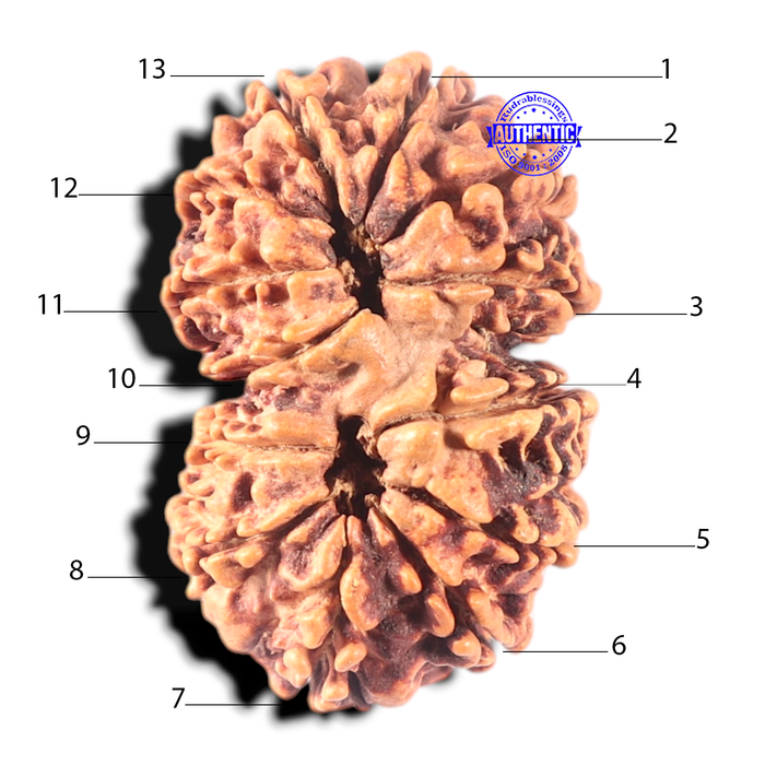13 Mukhi Gaurishankar Nepalese Rudraksha  - Bead No. 375