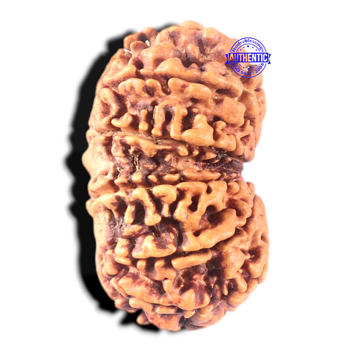 13 Mukhi Gaurishankar Nepalese Rudraksha  - Bead No. 375