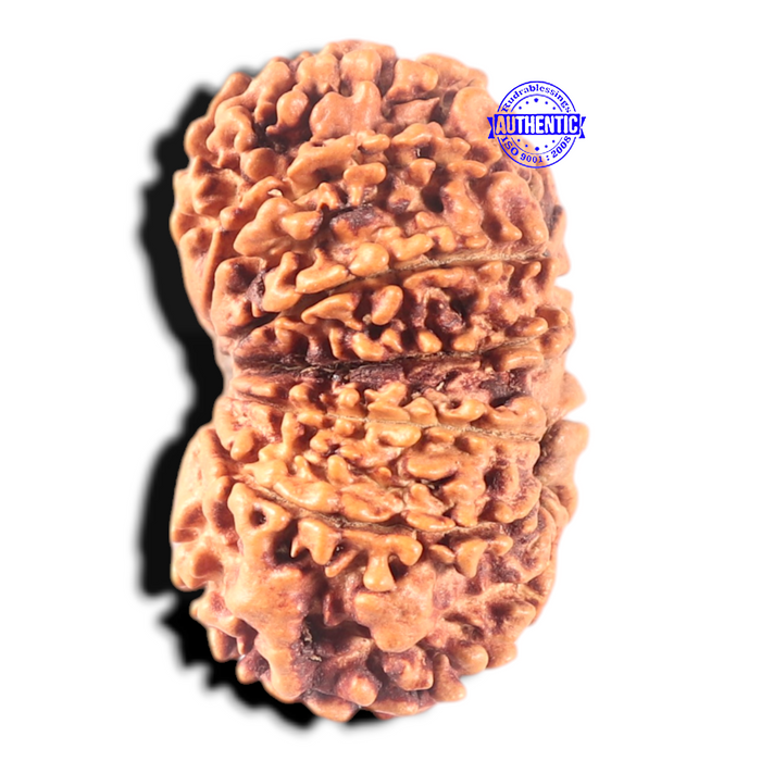 13 Mukhi Gaurishankar Nepalese Rudraksha  - Bead No. 375