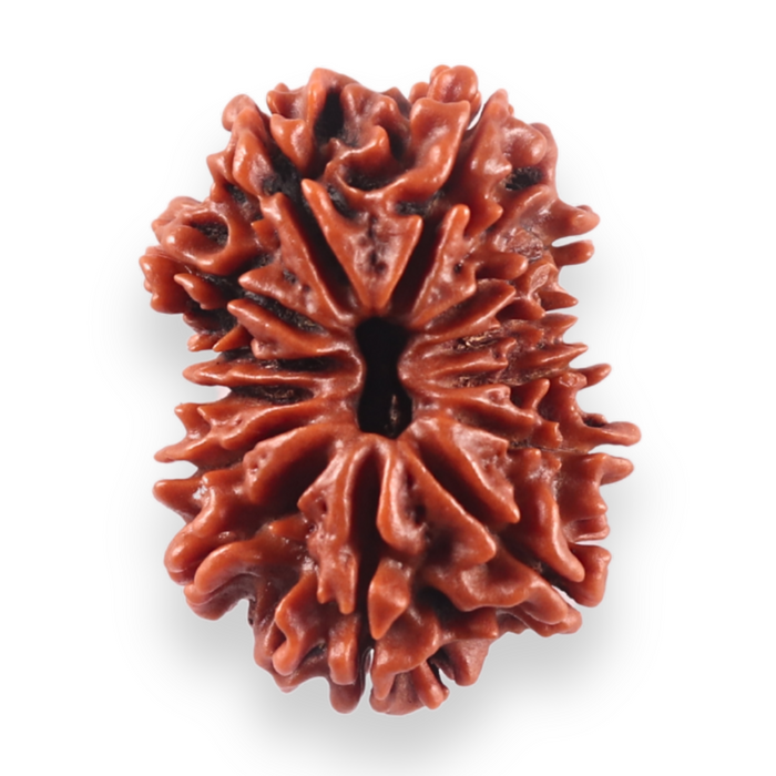 13 Mukhi Nepalese Rudraksha - Bead No. 381
