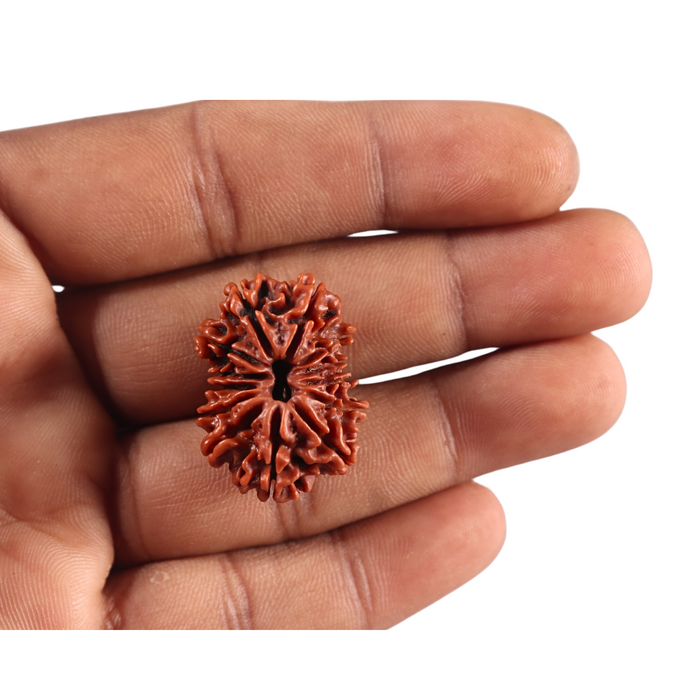 13 Mukhi Nepalese Rudraksha - Bead No. 381