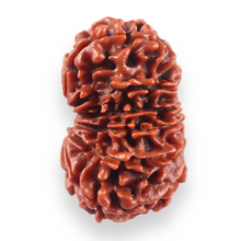 Load image into Gallery viewer, 13 Mukhi Nepalese Rudraksha - Bead No. 381
