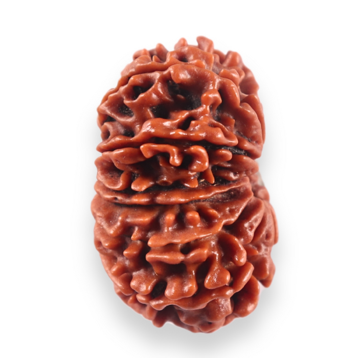 13 Mukhi Nepalese Rudraksha - Bead No. 381