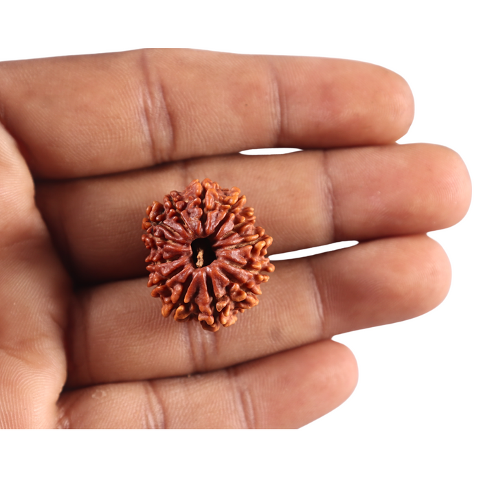 13 Mukhi Nepalese Rudraksha - Bead No. 382