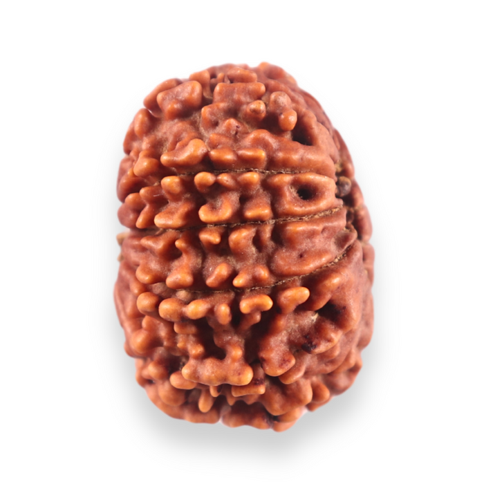 13 Mukhi Nepalese Rudraksha - Bead No. 382