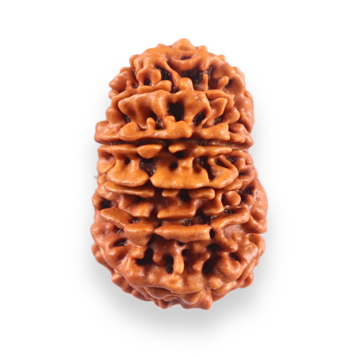 13 Mukhi Nepalese Rudraksha - Bead No. 383