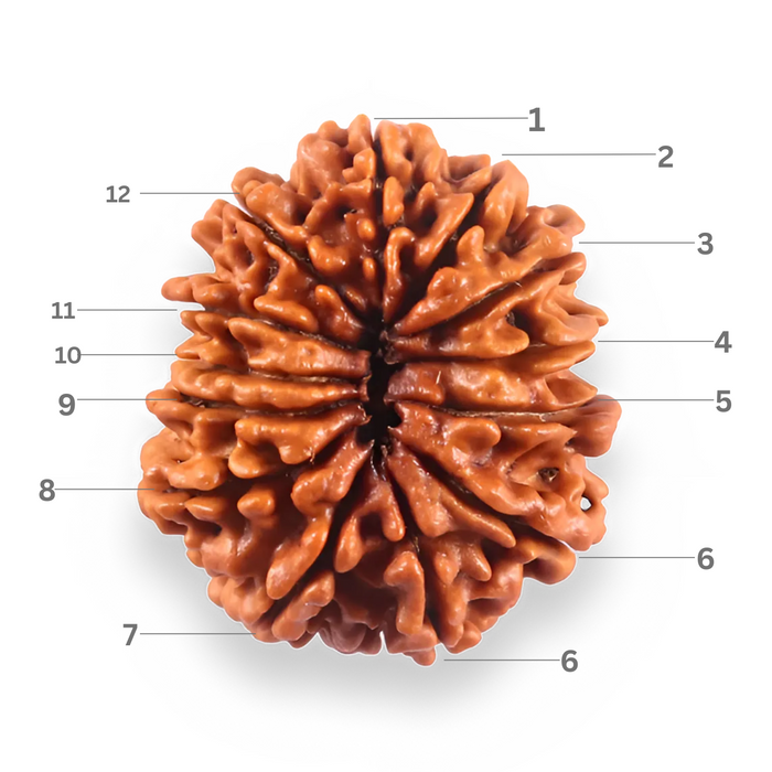 13 Mukhi Nepalese Rudraksha - Bead No. 383