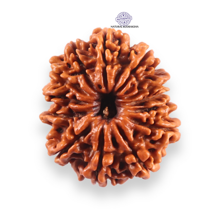 13 Mukhi Nepalese Rudraksha - Bead No. 383
