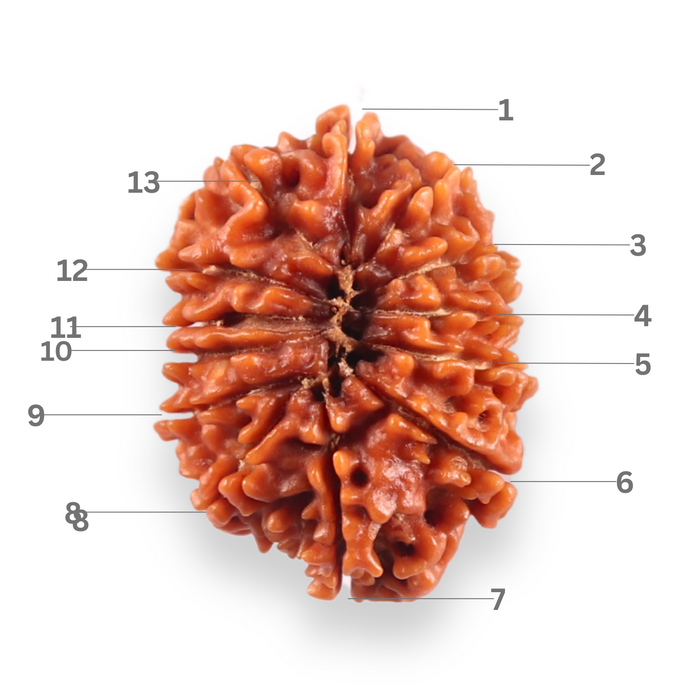 13 Mukhi Nepalese Rudraksha - Bead No. 384