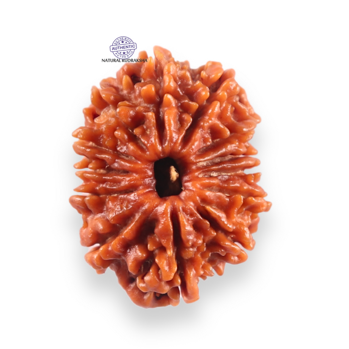13 Mukhi Nepalese Rudraksha - Bead No. 384
