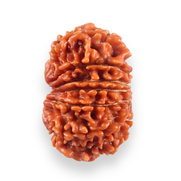 13 Mukhi Nepalese Rudraksha - Bead No. 384