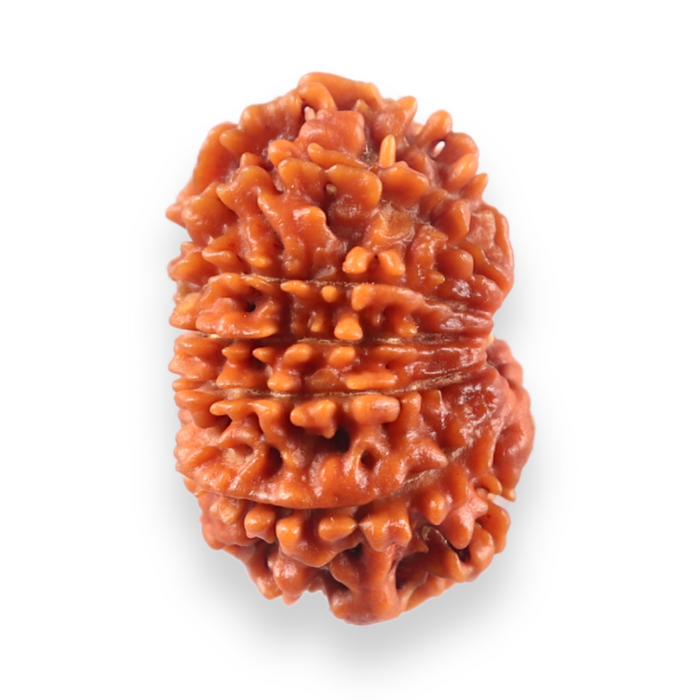 13 Mukhi Nepalese Rudraksha - Bead No. 384