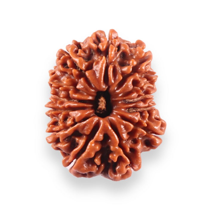 13 Mukhi Nepalese Rudraksha - Bead No. 385