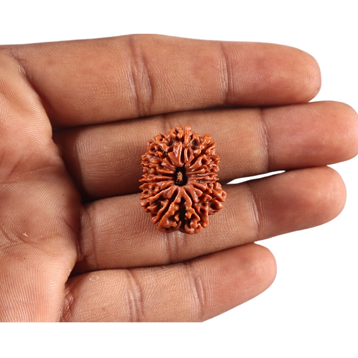 13 Mukhi Nepalese Rudraksha - Bead No. 385