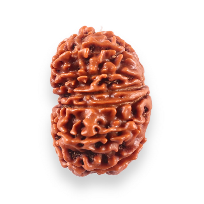 13 Mukhi Nepalese Rudraksha - Bead No. 385