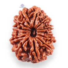 Load image into Gallery viewer, 13 Mukhi Nepalese Rudraksha - Bead No. 386

