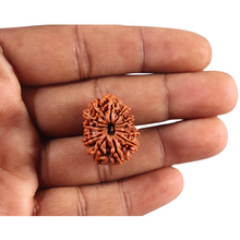 Load image into Gallery viewer, 13 Mukhi Nepalese Rudraksha - Bead No. 386
