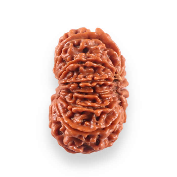 13 Mukhi Nepalese Rudraksha - Bead No. 386
