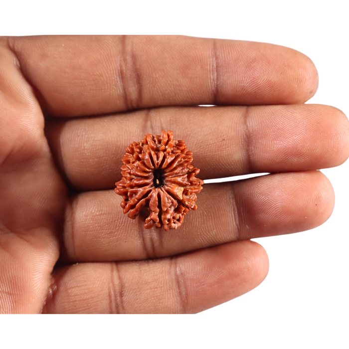 13 Mukhi Nepalese Rudraksha - Bead No. 387
