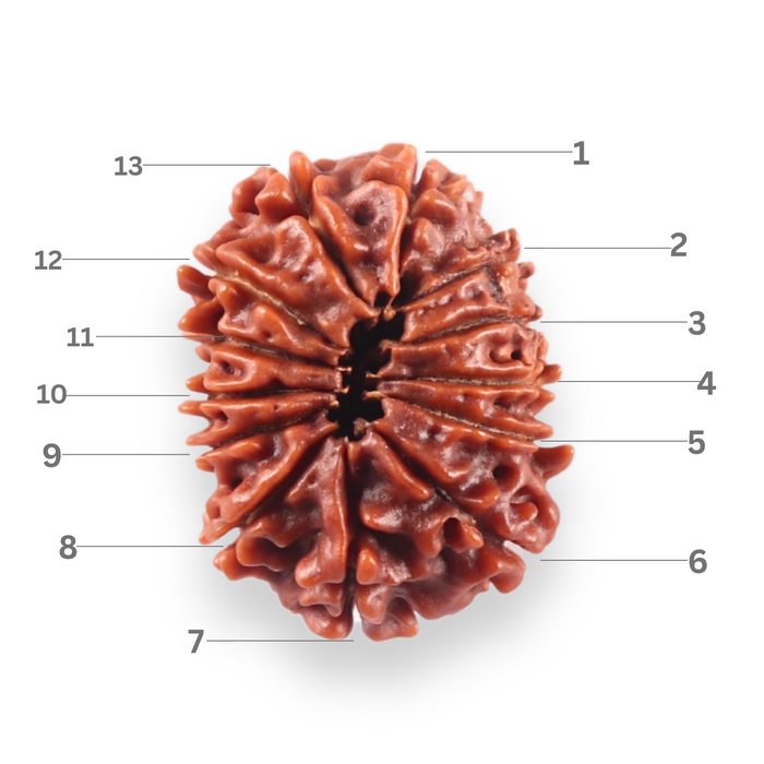 13 Mukhi Nepalese Rudraksha - Bead No. 388