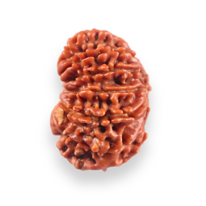 13 Mukhi Nepalese Rudraksha - Bead No. 387