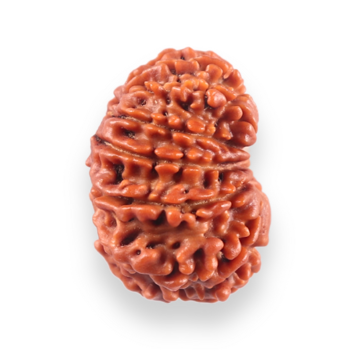 13 Mukhi Nepalese Rudraksha - Bead No. 387