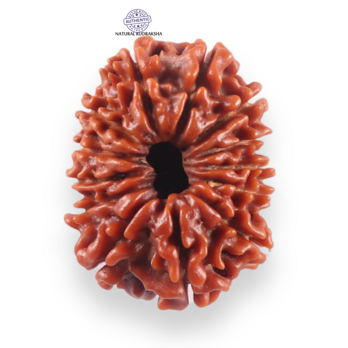 13 Mukhi Nepalese Rudraksha - Bead No. 388