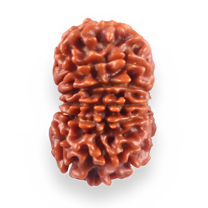 13 Mukhi Nepalese Rudraksha - Bead No. 388