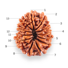 Load image into Gallery viewer, 13 Mukhi Nepalese Rudraksha - Bead No. 389
