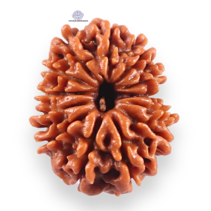 13 Mukhi Nepalese Rudraksha - Bead No. 389