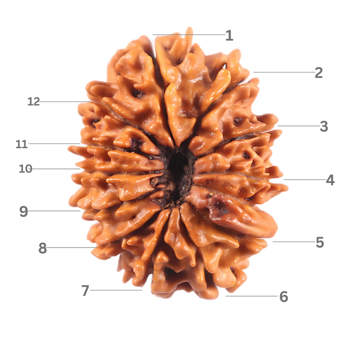 13 Mukhi Nepalese Rudraksha - Bead No. 390