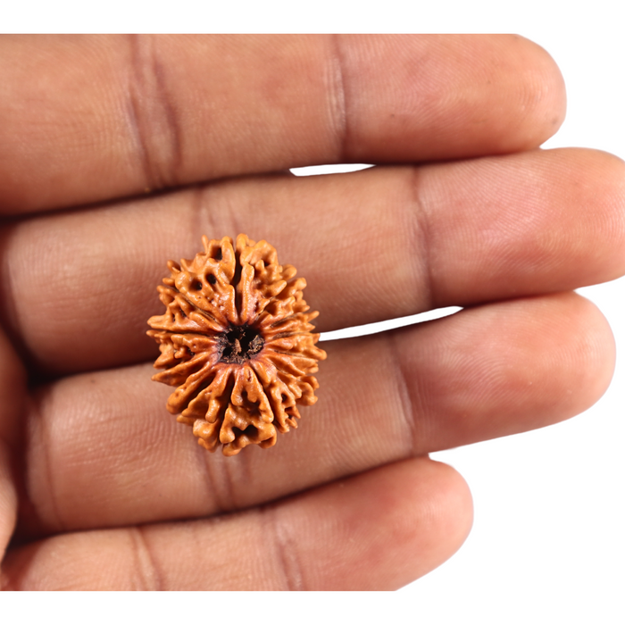 13 Mukhi Nepalese Rudraksha - Bead No. 390