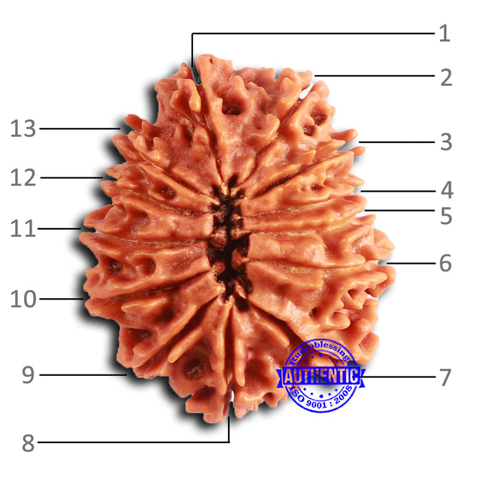 13 Mukhi Nepalese Rudraksha - Bead No. 358