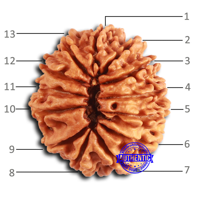 13 Mukhi Nepalese Rudraksha - Bead No. 359
