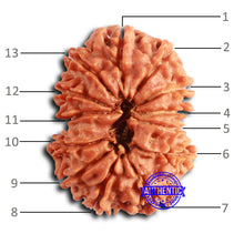 Load image into Gallery viewer, 13 Mukhi Nepalese Rudraksha - Bead No. 360
