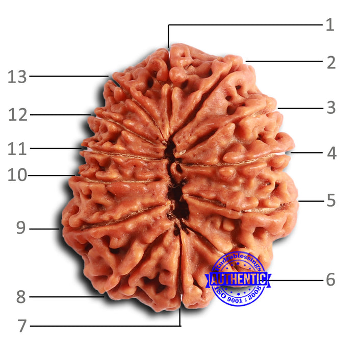 13 Mukhi Nepalese Rudraksha - Bead No. 361