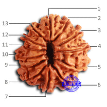 Load image into Gallery viewer, 13 Mukhi Nepalese Rudraksha - Bead No. 362
