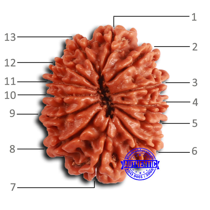13 Mukhi Nepalese Rudraksha - Bead No. 363