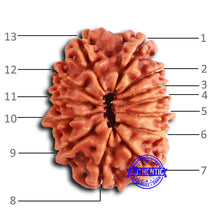 Load image into Gallery viewer, 13 Mukhi Nepalese Rudraksha - Bead No. 364
