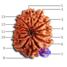 Load image into Gallery viewer, 13 Mukhi Nepalese Rudraksha - Bead No. 365

