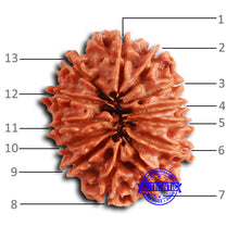 Load image into Gallery viewer, 13 Mukhi Nepalese Rudraksha - Bead No. 367
