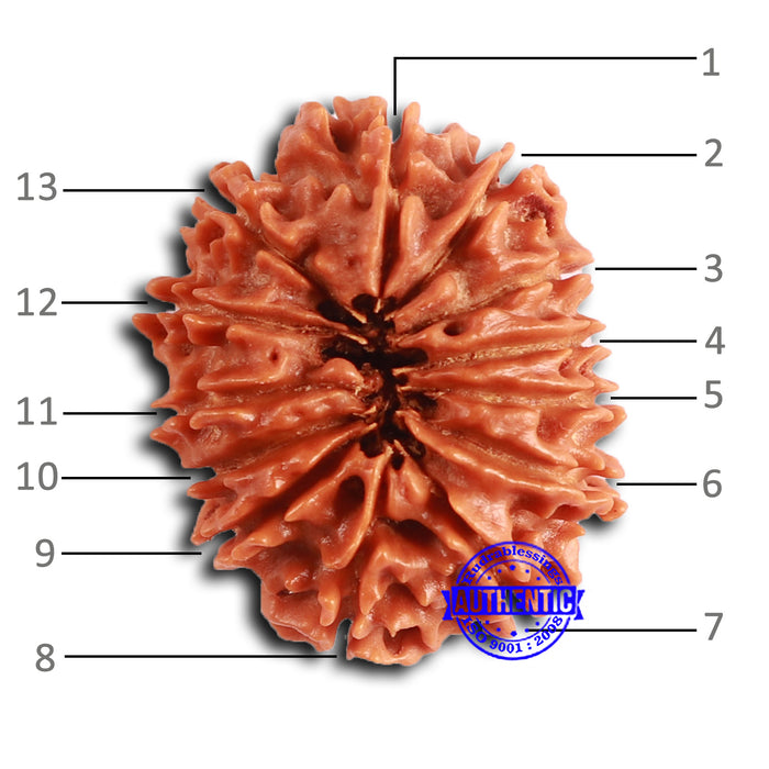 13 Mukhi Nepalese Rudraksha - Bead No. 367