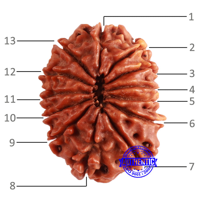 13 Mukhi Nepalese Rudraksha - Bead No. 368