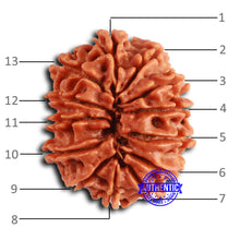 Load image into Gallery viewer, 13 Mukhi Nepalese Rudraksha - Bead No. 369
