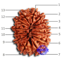 Load image into Gallery viewer, 13 Mukhi Nepalese Rudraksha - Bead No. 371
