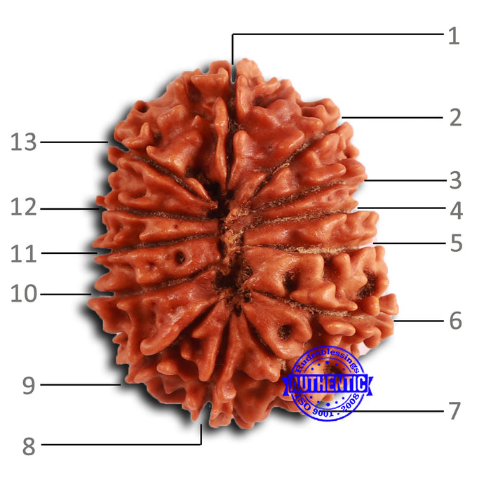 13 Mukhi Nepalese Rudraksha - Bead No. 372