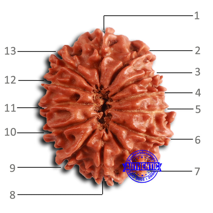 13 Mukhi Nepalese Rudraksha - Bead No. 373