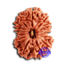 Load image into Gallery viewer, 13 Mukhi Nepalese Rudraksha - Bead No. 360
